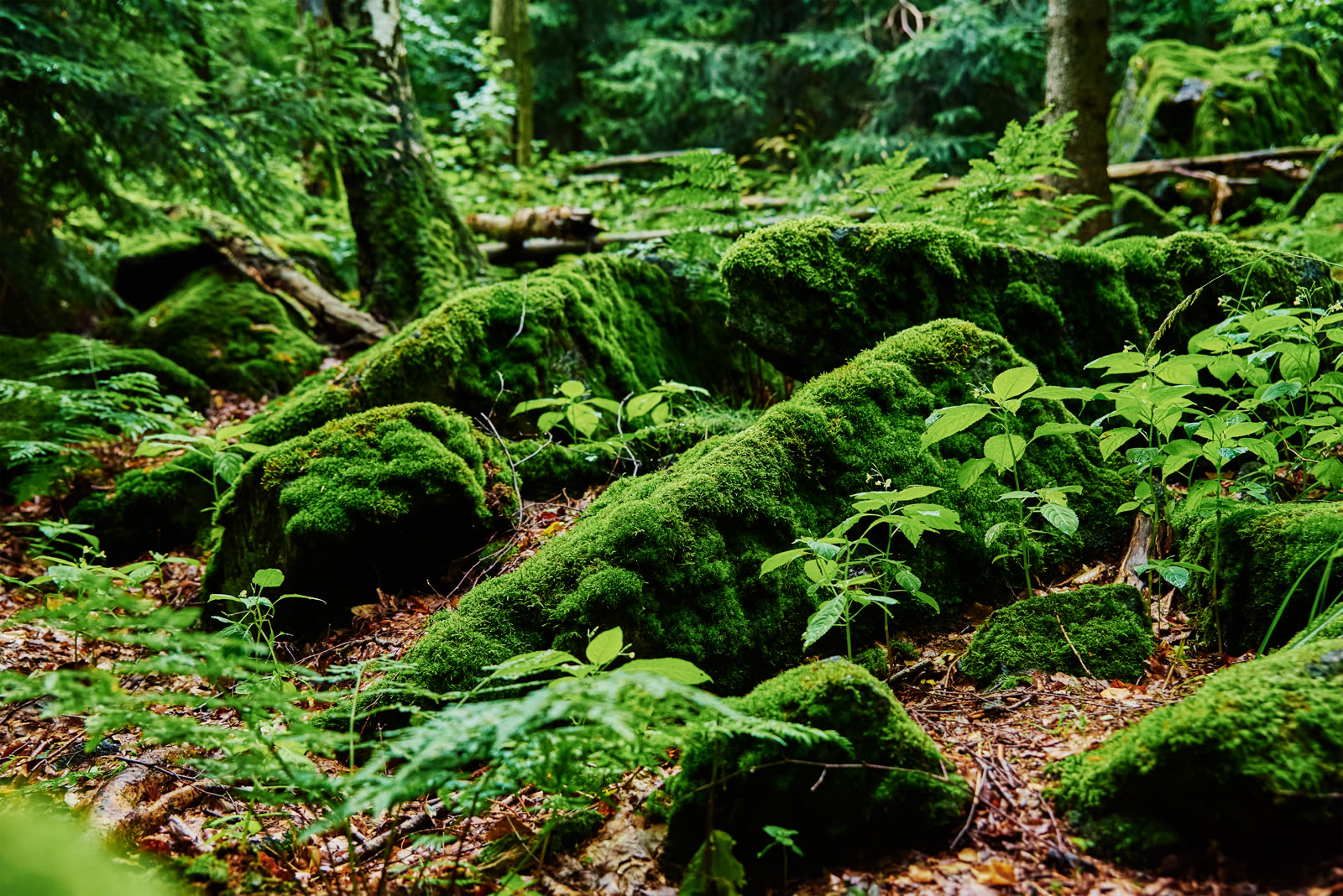 forêt